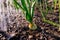 The beds with onions growing on a personal plot in an open ground