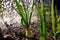 The beds with onions growing on a personal plot in an open ground