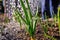 The beds with onions growing on a personal plot in an open ground