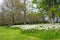 Beds of white narcissus and yellow daffodils in the public park in Barnett`s Desmesne in late April just before the blooms finally