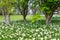 Beds of white narcissus and yellow daffodils in the public park in Barnett`s Desmesne in late April just before the blooms finally