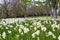 Beds of white narcissus and yellow daffodils in the public park in Barnett`s Desmesne in late April just before the blooms finally