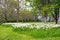 Beds of white narcissus and yellow daffodils in the public park in Barnett`s Desmesne in late April just before the blooms finally