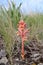 The Bedstraw broomrape Simao broomstraw (Orobanche caryophyllacea) flowering