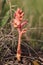 The Bedstraw broomrape Simao broomstraw (Orobanche caryophyllacea) flowering