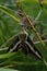 Bedstraw Hawk-Moth