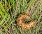 Bedstraw Hawk-Moth caterpillar (Sphingidae - Hyles gallii)