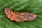 Bedstraw Hawk-moth chrysalis Hyles gallii