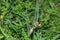 Bedstraw hawk-moth in grass