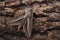 Bedstraw hawk-moth Hyles gallii on bark