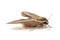 Bedstraw hawk-moth Hyles gallii isolated on white