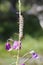 Bedstraw Hawkmoth Caterpillar Eating the Flowers of Fireweed