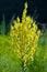 bedstraw, ladies\' man bedstraw, lady\'s bedstraw