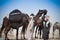 Beduoin Camel Traders