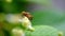 The bee is actively seeking honey from pollenTetracera loureiri, Dillenia.