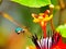 Bee ( Agapostemon) and flower (passiflora)