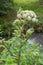 Bee on angelica flowers for biodiversity in French Poitou marsh