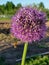 Bee apiary garden beegarden village