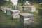 Bee apiary standing near the forest in the fields