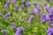 Bee Apis on lavender Lavandula angustifolia