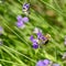 Bee Apis on lavender Lavandula angustifolia