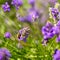 Bee Apis on lavender Lavandula angustifolia