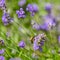 Bee Apis on lavender Lavandula angustifolia