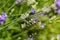 Bee Apis on lavender Lavandula angustifolia