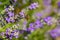 Bee Apis on lavender Lavandula angustifolia