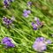 Bee Apis on lavender Lavandula angustifolia