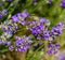 Bee Apis on lavender Lavandula angustifolia