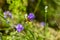 Bee Apis on lavender Lavandula angustifolia