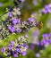 Bee Apis on lavender Lavandula angustifolia