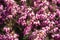 A bee, apis melifera sitting on a pinkish lila decorative shrub in blossom enjoying sun in the spring after winter rest