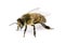 Bee, Apis mellifera