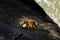 Bee Apis mellifera carnica brought linden pollen to hive