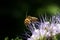 Bee, apis mellifera and honey plant phacelia.