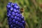 Bee, apis mellifera and pollen-producing  spring plant muscari.