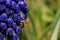 Bee, apis mellifera and pollen-producing  spring plant muscari.