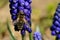 Bee, apis mellifera and pollen-producing  spring plant muscari.