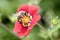 Bee - Apis mellifera - pollinates cinquefoils - Potentilla â€žFlamenco