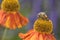 Bee - Apis mellifera - pollinates common sneezeweed - Helenium autumnale