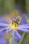 Bee - Apis mellifera - pollinates rice button aster or bushy aster - Aster Domusus