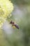 Bee - Apis mellifera - pollinates Thalictrum flavum - common meadow-rue