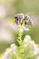 Bee - Apis mellifera - pollinates a white heath aster - Symphyotrichum ericoides