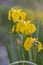 A bee Apis mellifera works on a buttercup flower