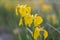 A bee Apis mellifera works on a buttercup flower