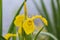 A bee Apis mellifera works on a buttercup flower