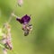 The bee Apis mellifera works on the flower dusky crane`s-bill Geranium phaeum.