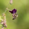 The bee Apis mellifera works on the flower dusky crane`s-bill Geranium phaeum.
